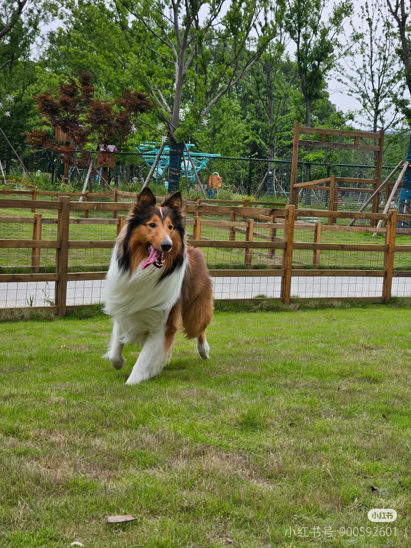 苏格兰牧羊犬